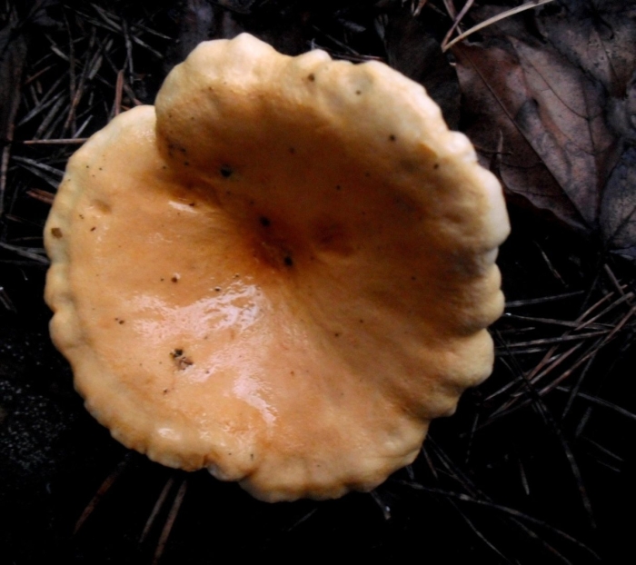 Ежовик ложная лисичка