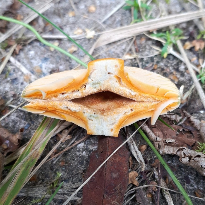 Гриб ложная лисичка