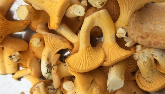 Виды лисичек