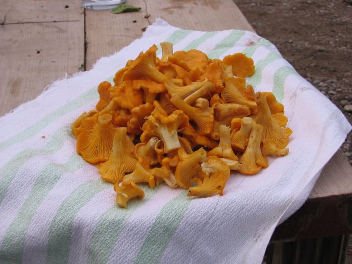 Гриб лисичка