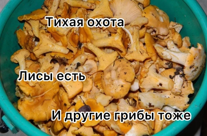 Лисички в ведре