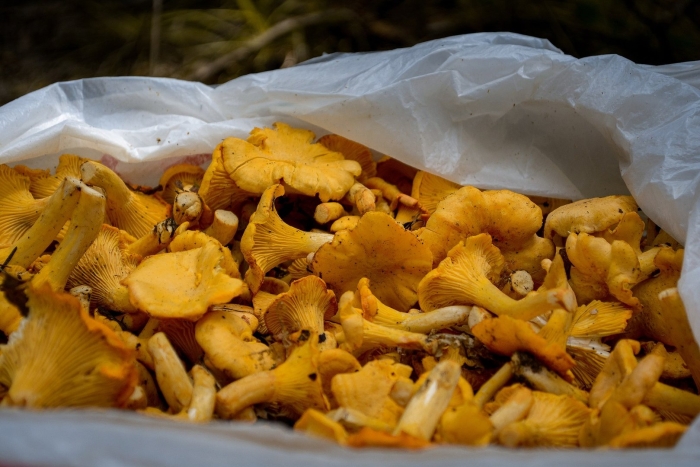 Лисички сушеные