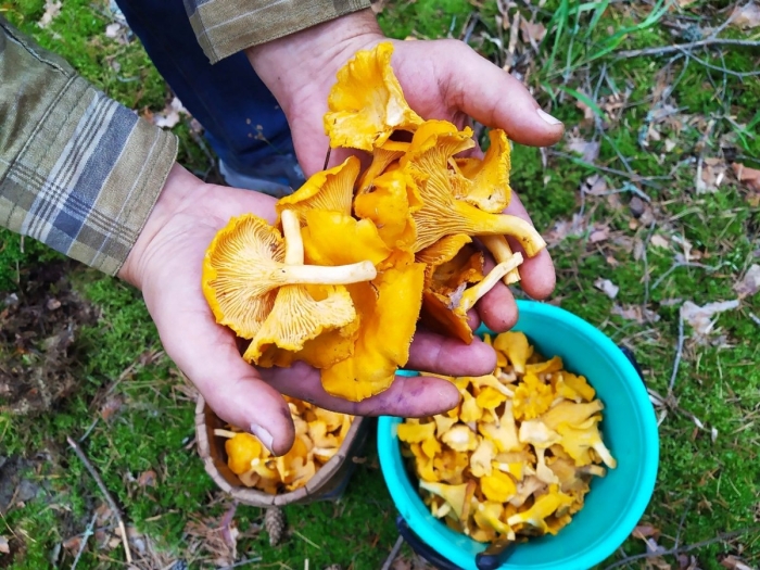 Гриб лисичка