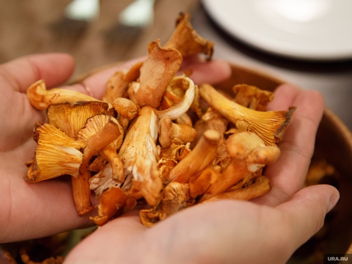 Грибы лисички растут