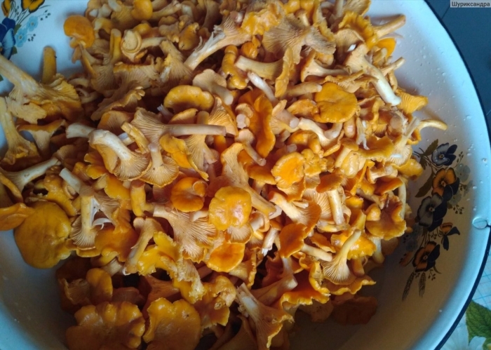 Лисички рецепты приготовления