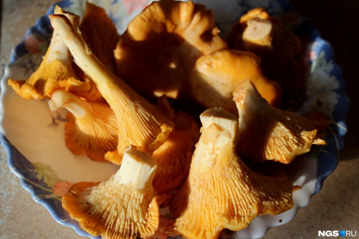 Переросшая лисичка