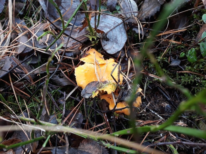 Лисичка крымская гриб