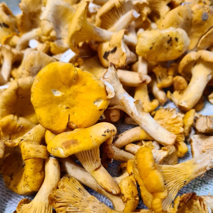 Лисички съедобные