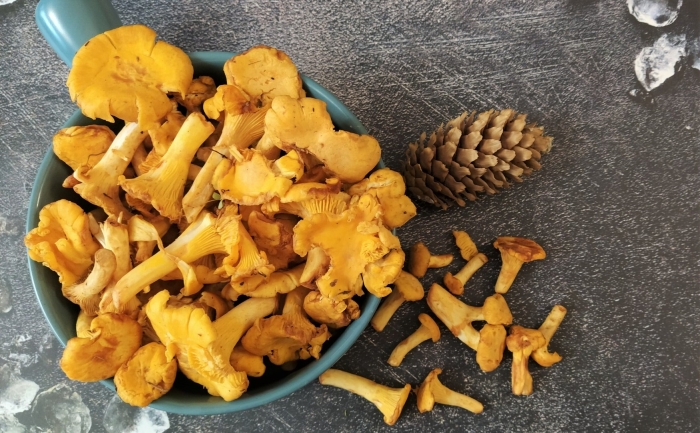 Лисички грибы дома