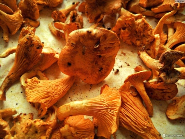 Лисички грибы от паразитов