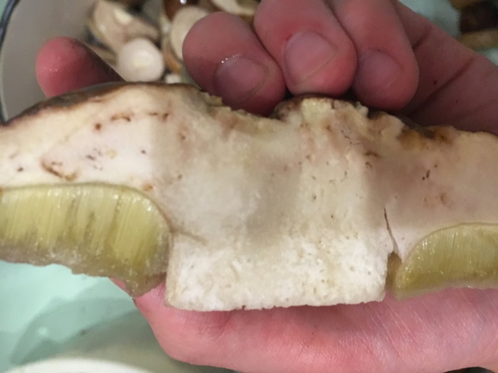 Червивые грибы