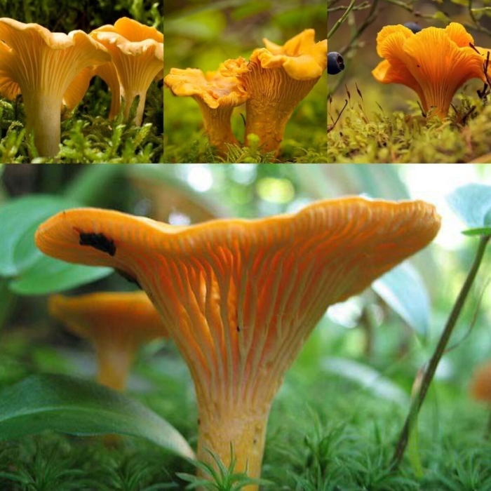 Лисичка обыкновенная