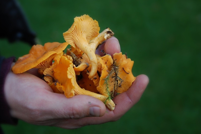 Лисичка бледная (cantharellus  pallens )