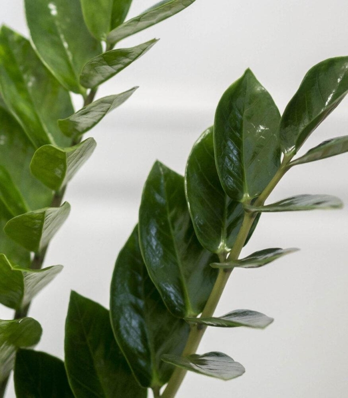 Долларовое дерево замиокулькас