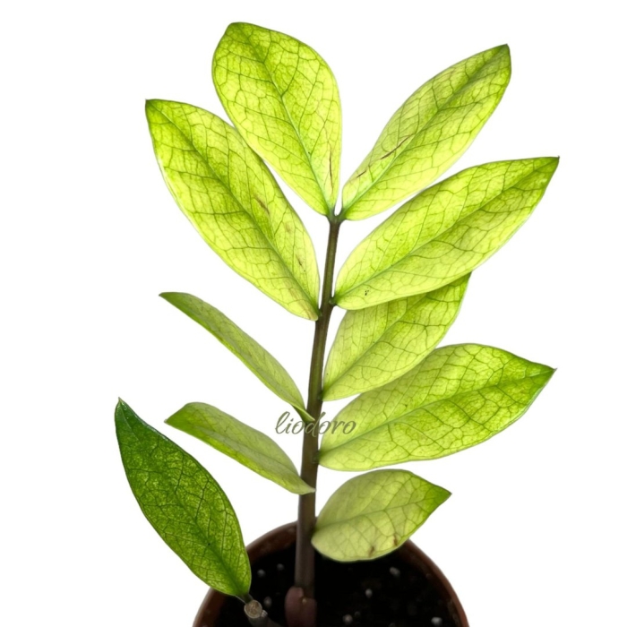 Замиокулькас тайский вариегатный