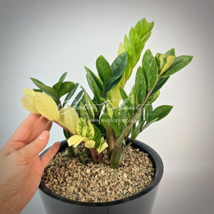 Замиокулькас вариегатный