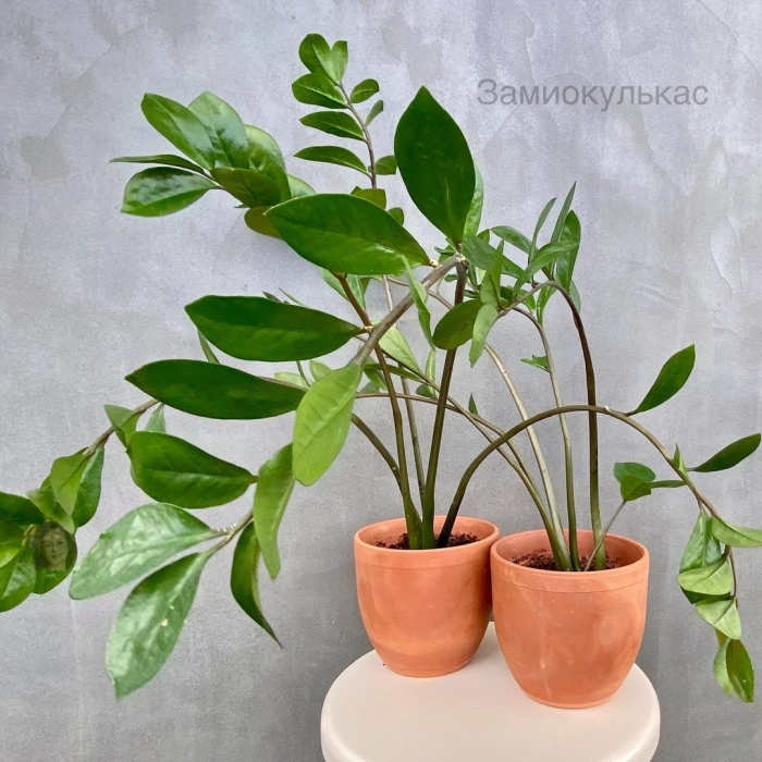 Замиокулькас буавена