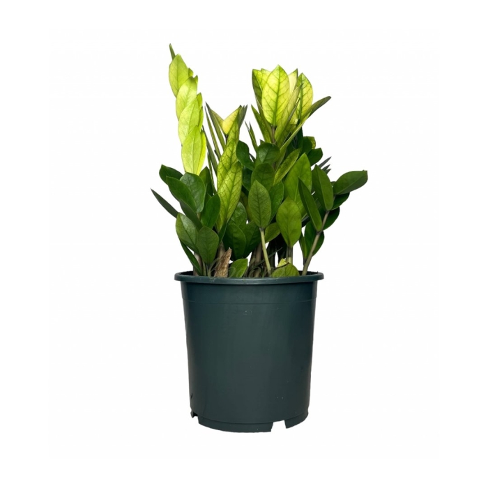 Замиокулькас вариегатный акебоно