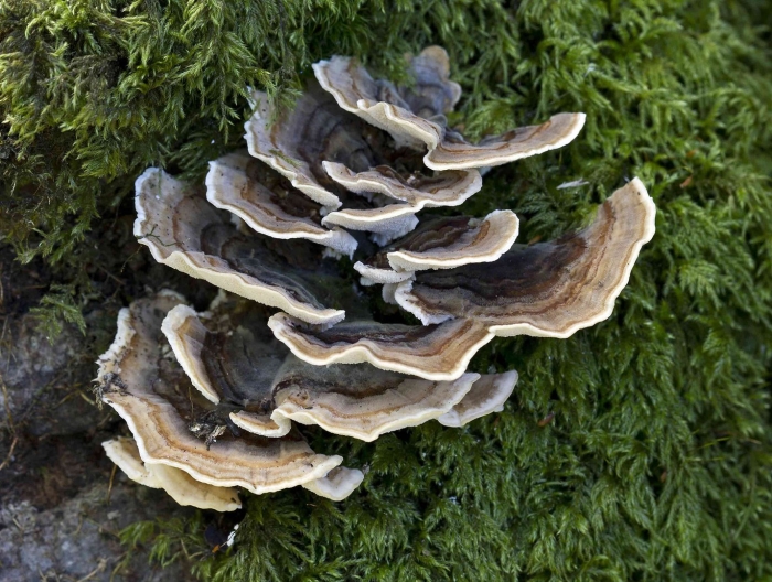 Trametes versicolor