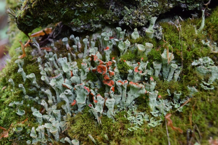 Cladonia sulphurina
