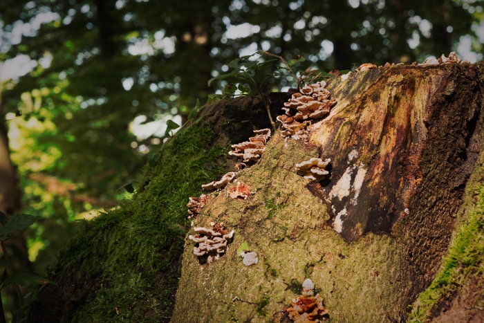 Паразитические грибы дерева