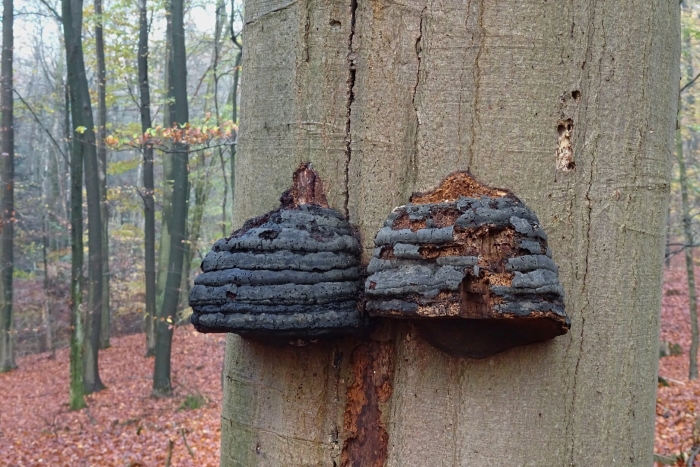 Fomes fomentarius