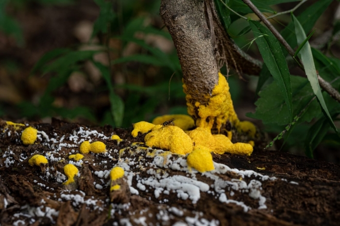 Dog vomit slime mold