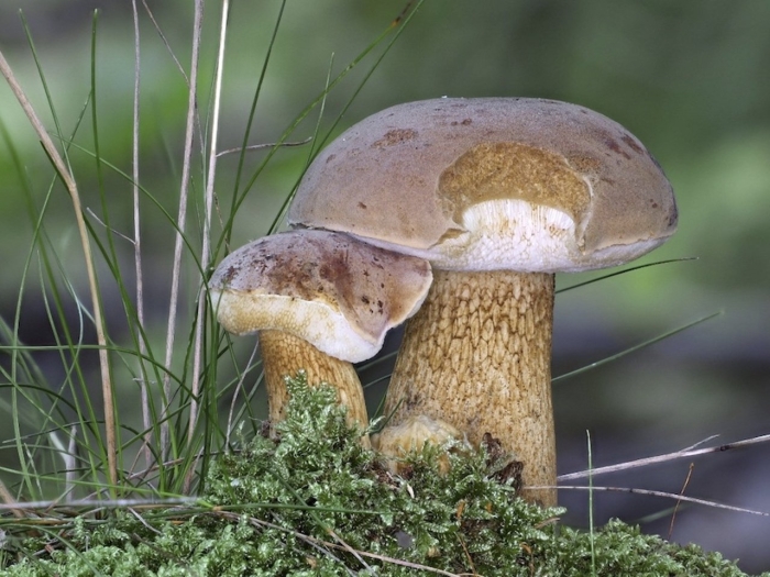 Гриб подберезовик