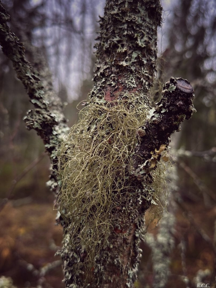 Лишайник уснея