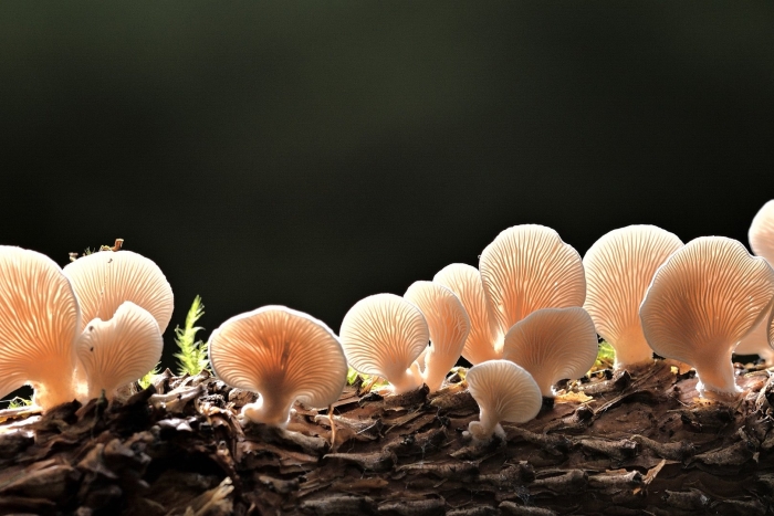 Pleurotus ostreatus