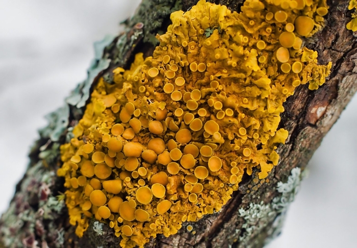 Лишайник ксантория