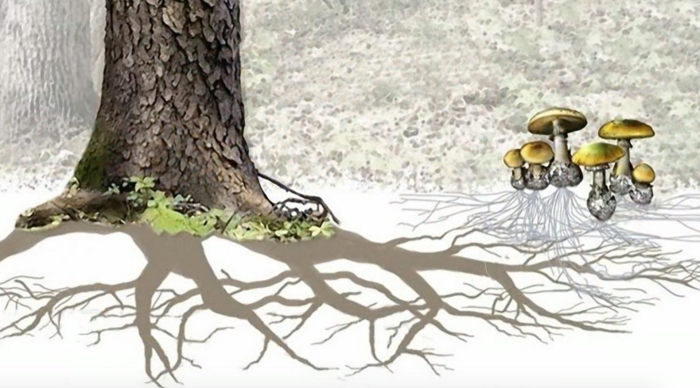 Грибница микориза