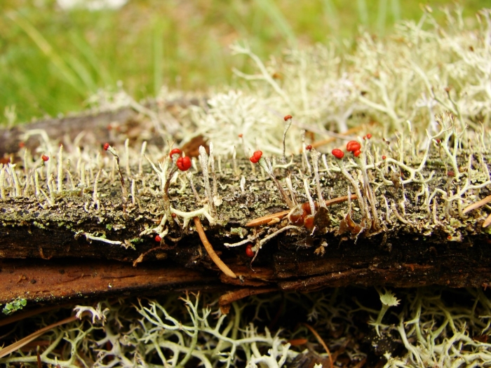 Лишайник-кладония симбиоз