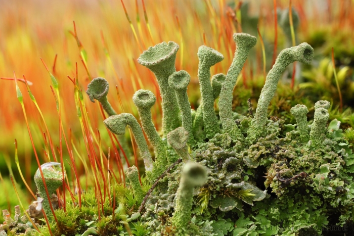 Кладония лишайник