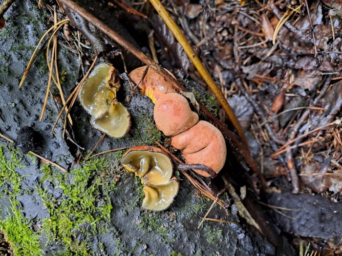Гриб аурикулярия уховидная