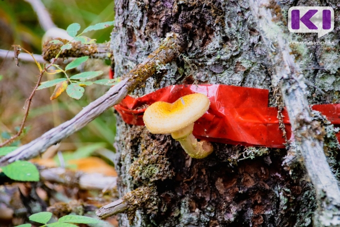 Гриб в лесу