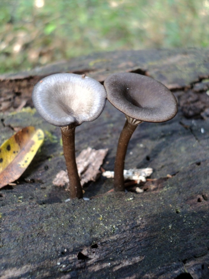 Говорушка бокаловидная pseudoclitocybe cyathiformis