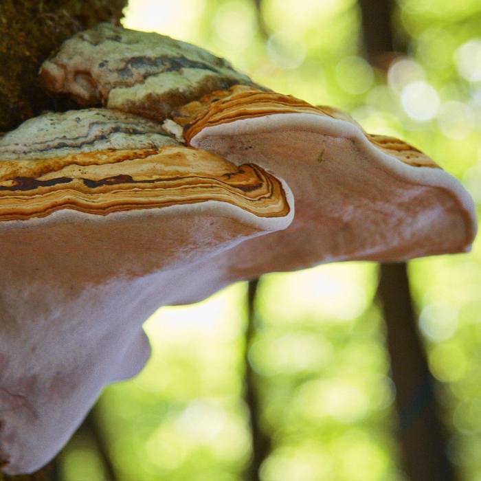 Трутовик обыкновенный fomes fomentarius