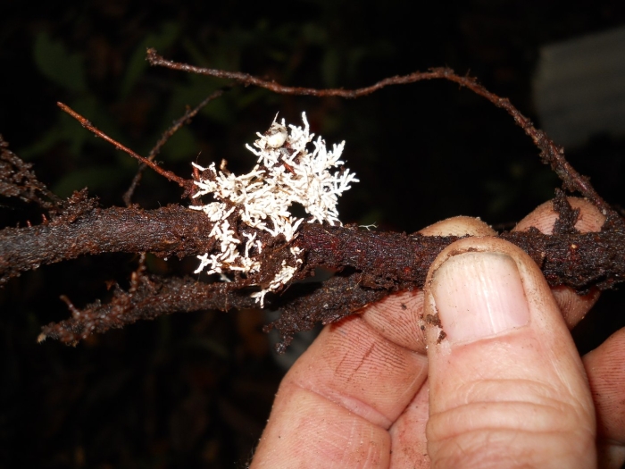 Лишайник evernia prunastri