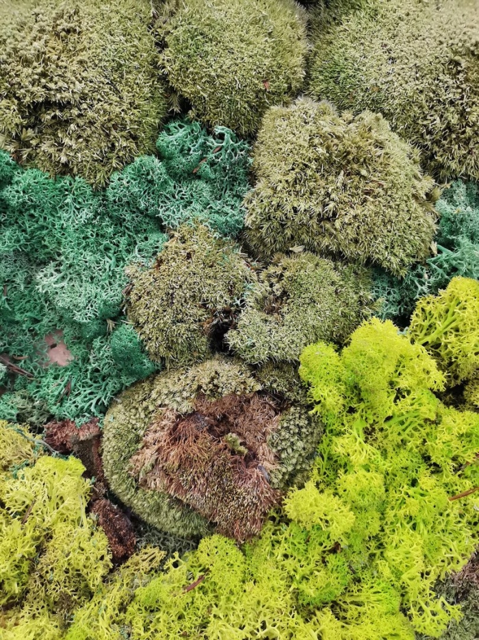 Стабилизированный мох ягель