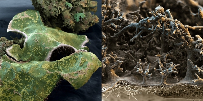 Лишайник под микроскопом