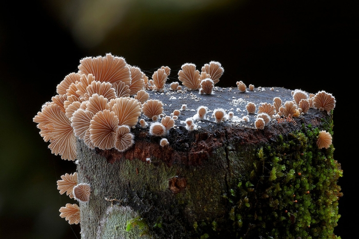 Schizophyllum commune
