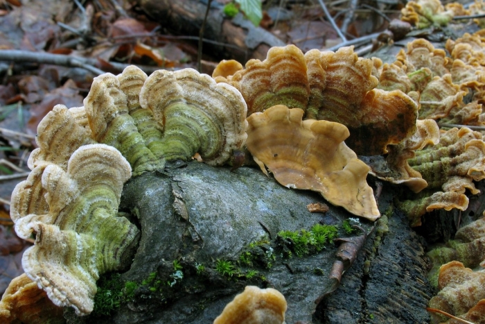 Стереум нежновойлочный