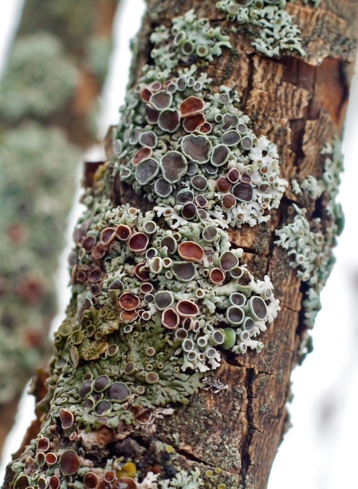 Симбиоз лишайников