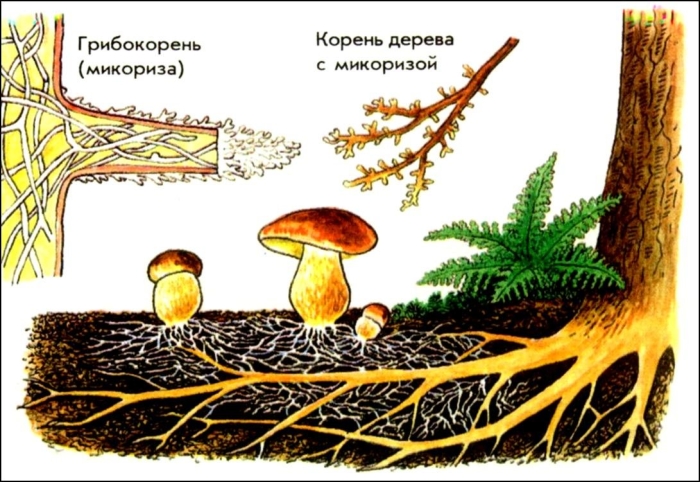 Шляпочные грибы микориза