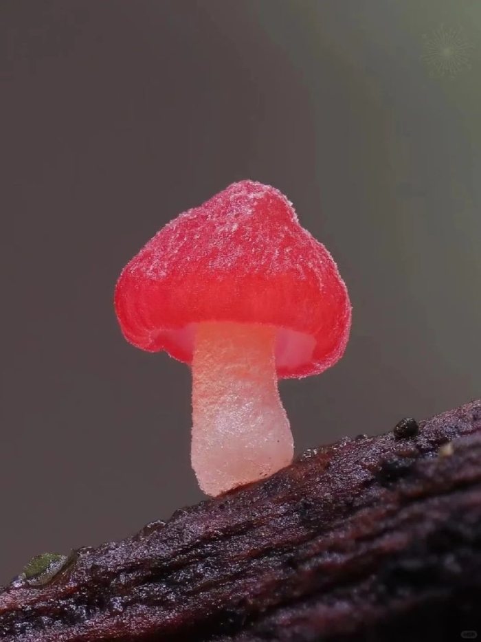 Необычные грибы