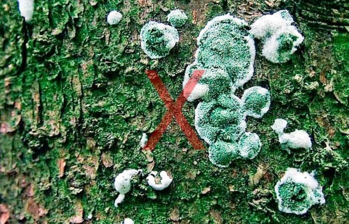 Зеленая плесень  trichoderma