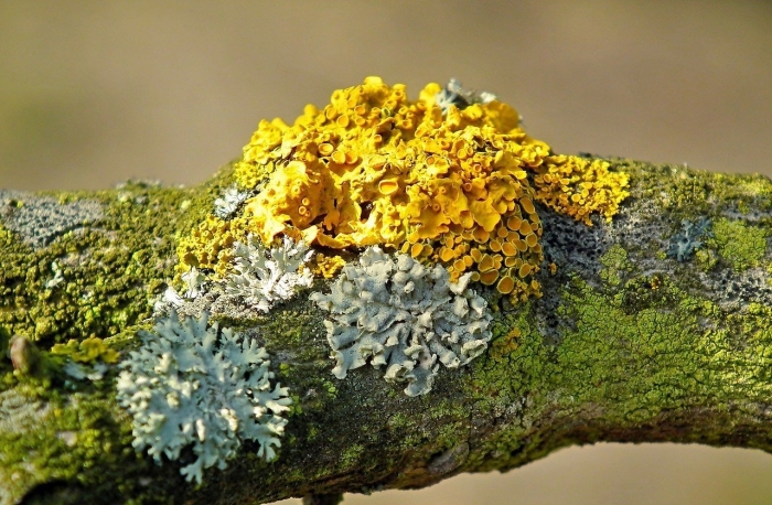 Накипной лишайник