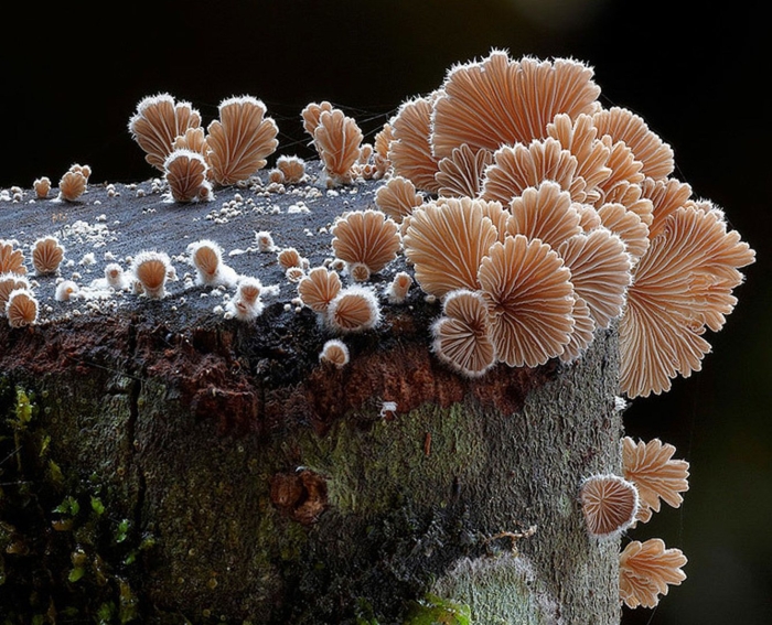 Щелелистник обыкновенный