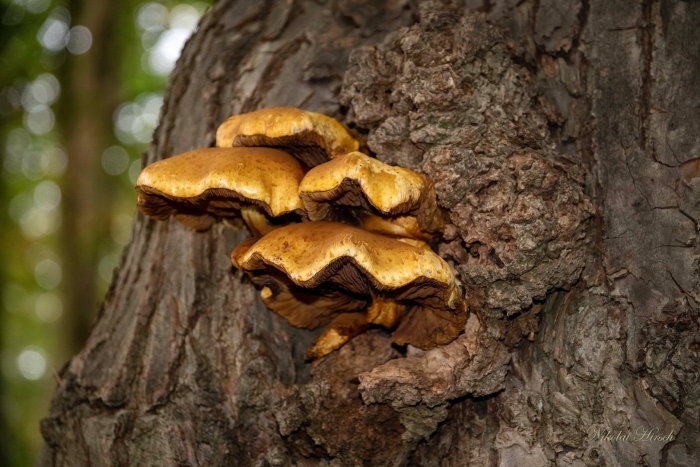 Гриб на дереве